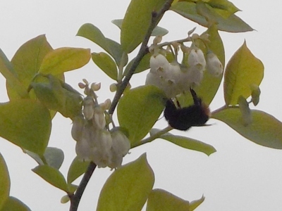 japan ブルーベリーにクマンバチが寄ってました。 4月