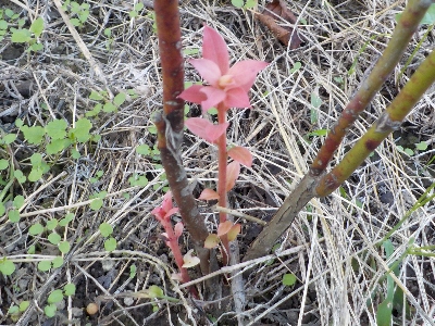 japan ブルーベリーからシュートが出ていました。 10月