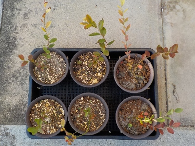 japan 実生ブルーベリーの鉢をちょっと大きくしました。 10月