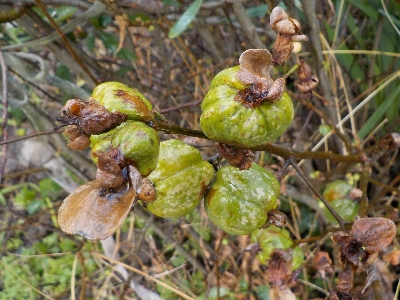 japan このボケの実にはタネが入っているのかな?。 12月