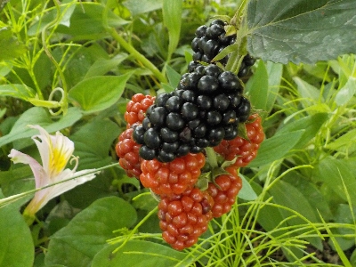 japan ブラックベリーを生で食べました。 6月