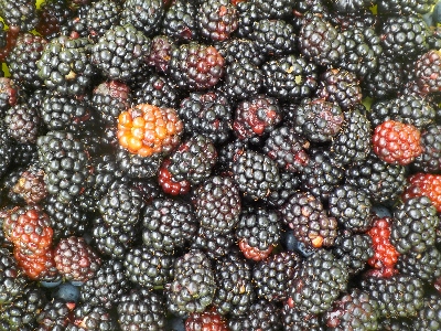 japan ブラックベリージャムを作ります。 7月