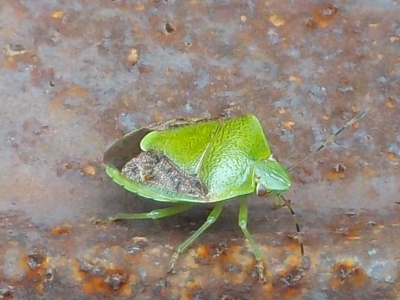 japan ブブラックベリーに緑色のカメムシがいっぱいいます。 7月