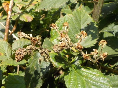 japan 日向のブラックベリーは収穫が終了しました。 8月