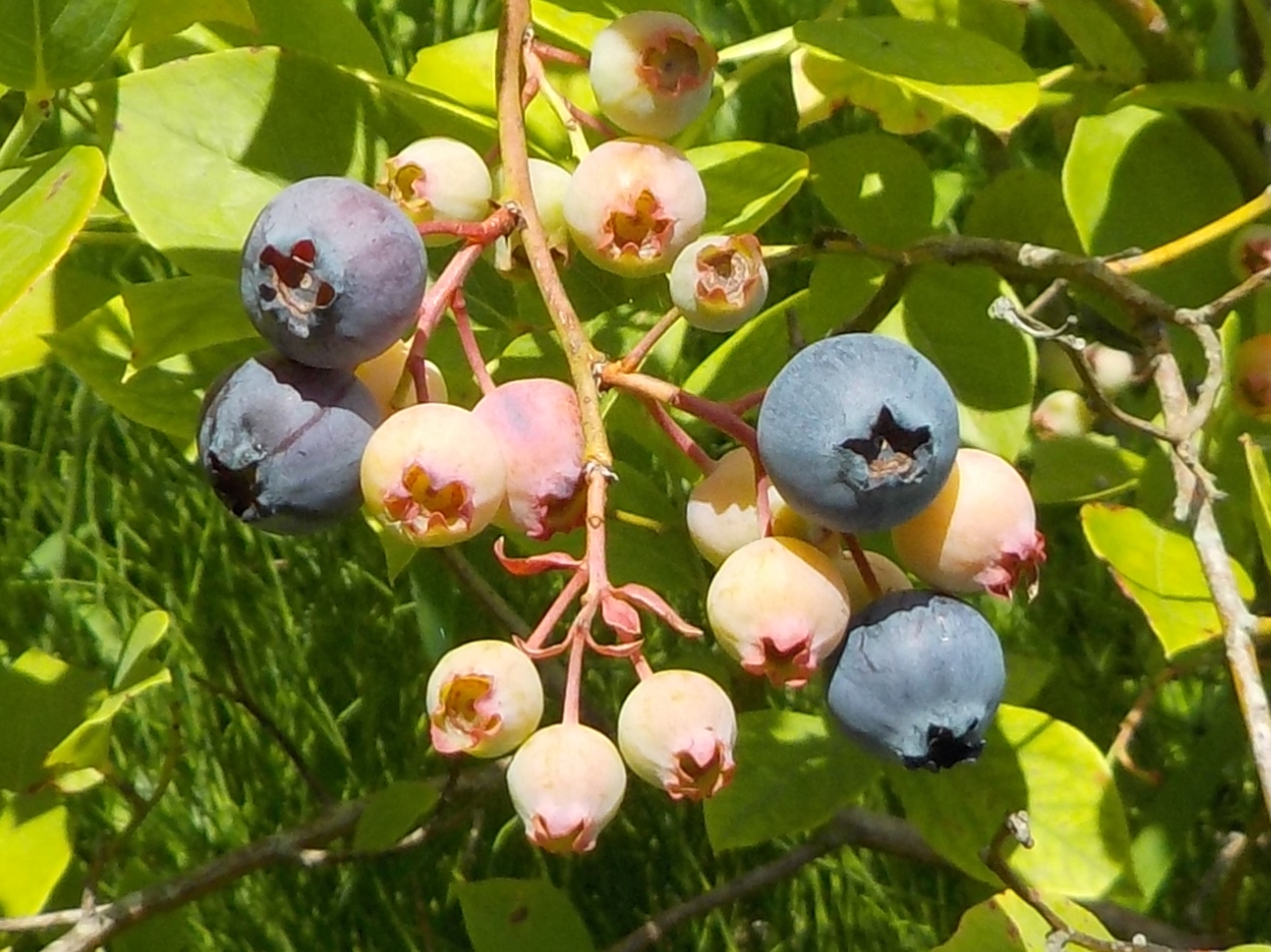 japan ブルーベリーが熟れたら収穫して食べています。 7月