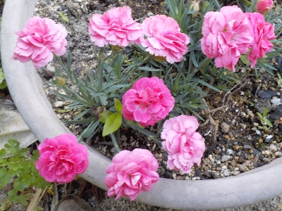 japan カーネーションが立ち上がって咲きました。 6月