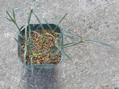 japan カーネーション花が沢山終わったので挿し木しました。 8月