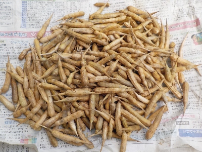 japan 大根のサヤはとても硬いですね。 8月