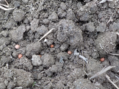 japan 実生大根の種蒔きをしました。 10月
