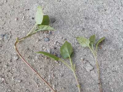 japan ダリアの挿し芽をしました。 9月