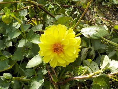 japan 支柱がないのでダリアが横たわって咲いています。 10月