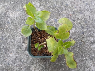 japan ダリアの鉢底から根っこが出ていました。 11月