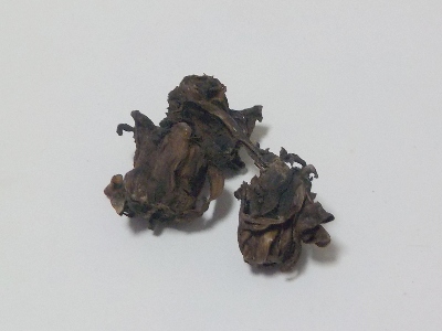 japan ダリアの黒くなった花柄を回収しました。 11月