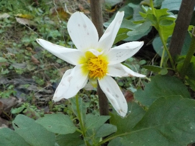 japan たぶんこれが今年最後のダリア。 11月