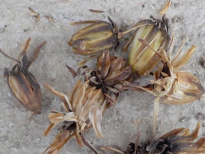 japan ダリアのタネを収穫しました。 12月