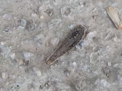 japan ダリアのタネを収穫しました。 12月