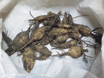 japan プランターのダリアの球根を回収しました。 12月