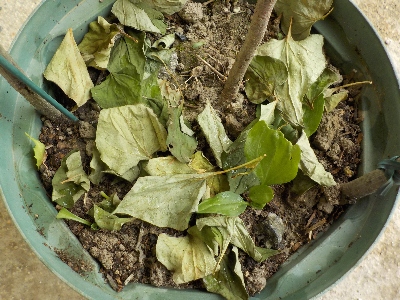 japan ドクダミの葉を植木鉢に敷きました。 6月