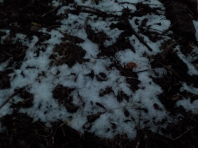 朝降った雪が夜までありました。