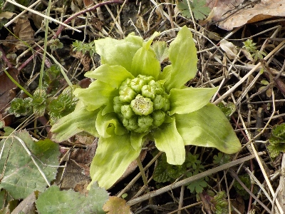 japan今年はフキノトウを食べませんでした。2月