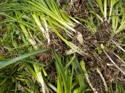 japan 水仙を大量に抜き捨てました。3月