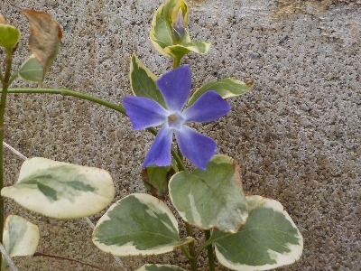 japan ツルニチソウが咲きました。 3月