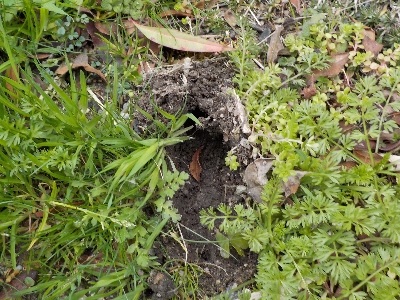 japan 庭のあちこちが獣に掘られていました。 3月