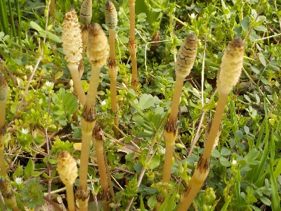 japan つくしがあちこちで出てます。 3月