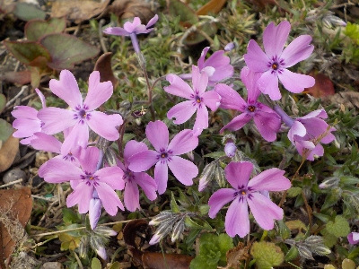 japan 地植えの芝桜が開花しました。 3月