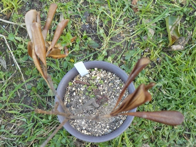 japan トベラが枯れました。 4月