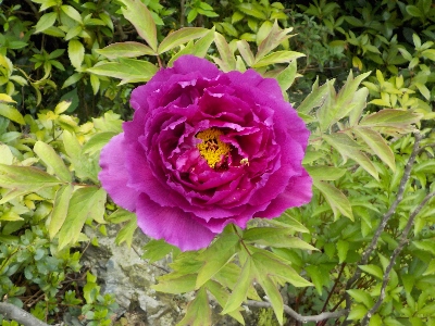 japan ボタンがキレイに咲いていました。 4月