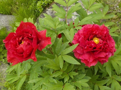 japan ボタンがキレイに咲いていました。 4月