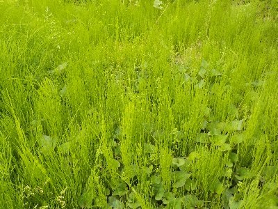 japan スギナの絨毯はゴールデンウイークに刈ります。 4月