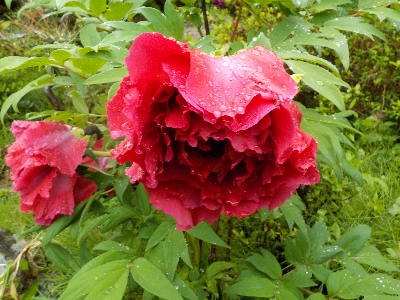 japan 雨に濡れてボタンが下を向いていました。 4月
