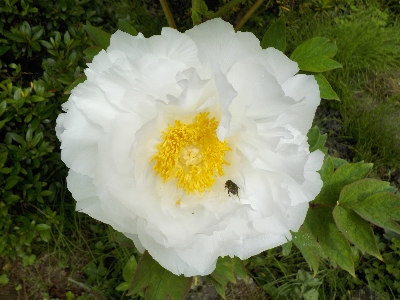 japan ボタンを見ようと思ったら、虫に先を越されました。 4月