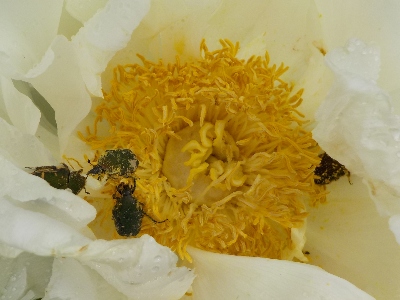 japan ボタンを見ようと思ったら、虫に先を越されました。 4月