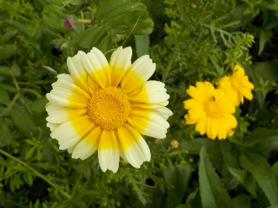 japan 見慣れないきれいな花が咲いていました。 5月