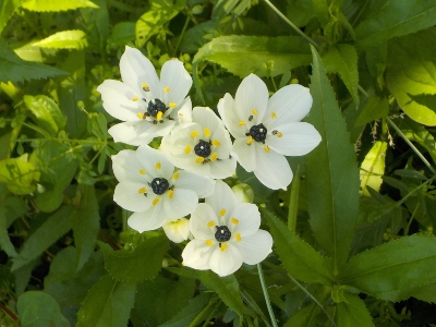 japan オーニソガラムって名前は覚えれない。 5月