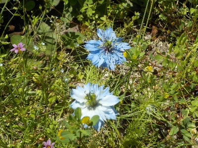japan 矢車草が野生化してます。 5月