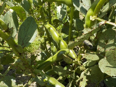 japan 空豆を収穫して食べました。 5月