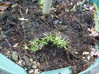 japan 植木鉢の株元が寂しいので芝桜を植えました。 6月