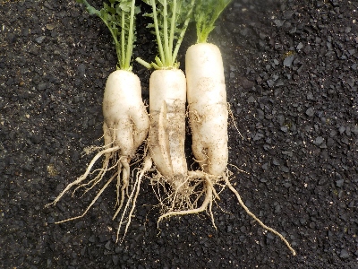 japan 夏の大根を収穫しました。 6月
