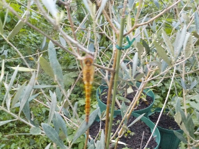 japan オリーブの木でトンボが寝てました。 7月