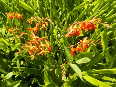 japan ヒメヒオウギズイセンは毒があるんですよね。 7月