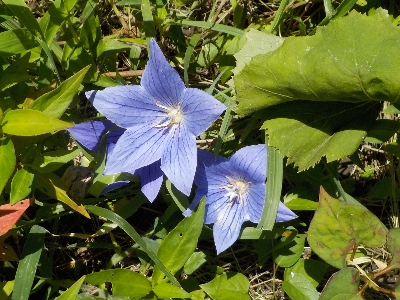 japan 桔梗が伸びすぎて横になっていました。 7月