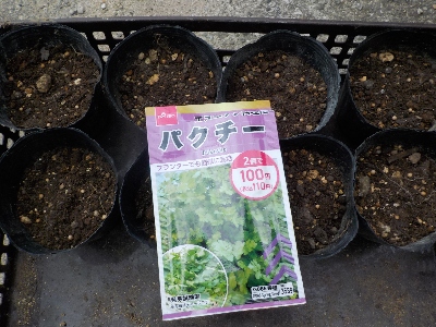 japan 今更ですがパクチーのタネをまきました。 7月