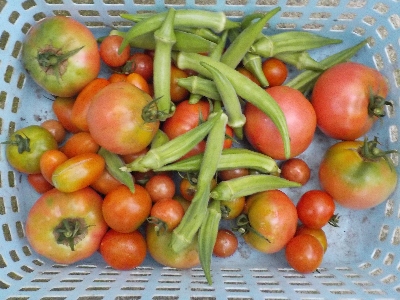 japan 雨が止んだ隙間にトマトとオクラの収穫です。 7月