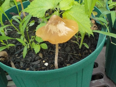 japan 植木鉢にキノコが生えました。 7月