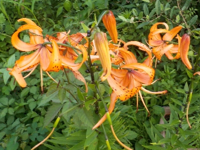 japan オニユリが一斉に咲いています。 7月