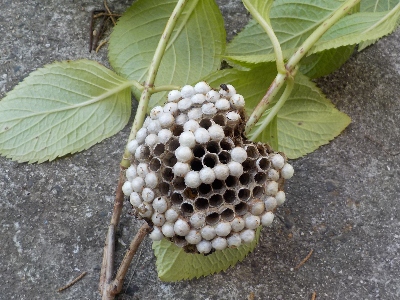 japan アジサイの剪定中に蜂の巣発見。 7月